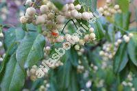 Euonymus phellomanus Loes. ex Diels (Euonymus phellomana Loes. ex Diels)