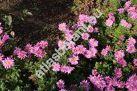 Chrysanthemum indicum L. (Dendranthema indicum (L.) Desm.)