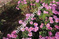 Chrysanthemum indicum L. (Dendranthema indicum (L.) Desm.)