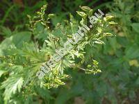 Aconitum x cammarum L. (Aconitum napellus L. x variegatum, Aconitum x sterkianum Rchb., Aconitum x stoerkeanum Rchb.)