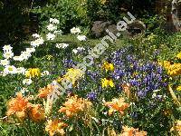 Aconitum x cammarum L. (Aconitum napellus L. x variegatum, Aconitum x sterkianum Rchb., Aconitum x stoerkeanum Rchb.)