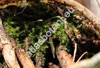 Amblystegium humile (Beauv.) Crundw. (Amblystegium trichopodium (Schultz) Hartm., Hypnum humile Beauv., Leptodictyum humile (Beauv.) Ochyra, Hydroamblystegium humile (Beauv.) Vanderp.)