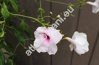 Pandorea jasminoides (Lindl.) Schum. (Tecoma jasminoides Lindl., Gelseminum jasminoides (Lindl.) Kuntze)