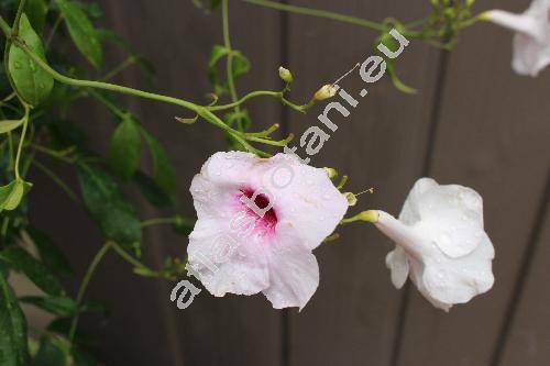 Pandorea jasminoides (Lindl.) Schum. (Tecoma jasminoides Lindl., Gelseminum jasminoides (Lindl.) Kuntze)