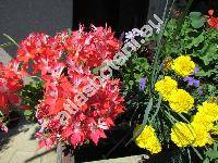 Pelargonium 'Fireworks Red-White'