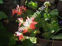 Pelargonium 'Fireworks Red-White'