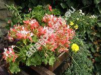 Pelargonium 'Fireworks Red-White'