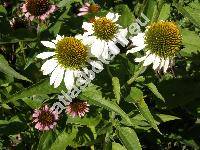 Echinacea purpurea 'Alba' ( Echinacea purpurea (L.) Moench, Rudbeckia pallida, Rudbeckia purpurea L., Echinacea pallida)