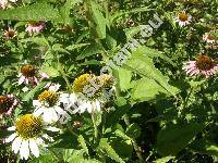 Echinacea purpurea 'Alba' ( Echinacea purpurea (L.) Moench, Rudbeckia pallida, Rudbeckia purpurea L., Echinacea pallida)