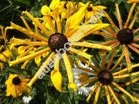 Rudbeckia 'Chim Chimenee'