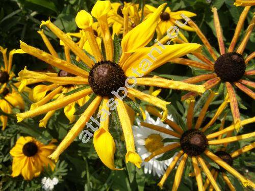 Rudbeckia 'Chim Chimenee'