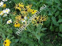 Rudbeckia 'Chim Chimenee'