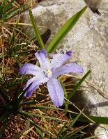 Scilla nana (Schult. fil.) Speta (Chionodoxa nana Schult. et Schult. fil., Scilla cretica (Boiss. et Heldr.) Speta, Chionodoxa forbesii, Chionodoxa cretica Boiss. et Heldr.)