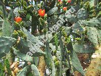 Opuntia elatior Mill. (Opuntia nigricans (Haw.) Haw., Cactus)