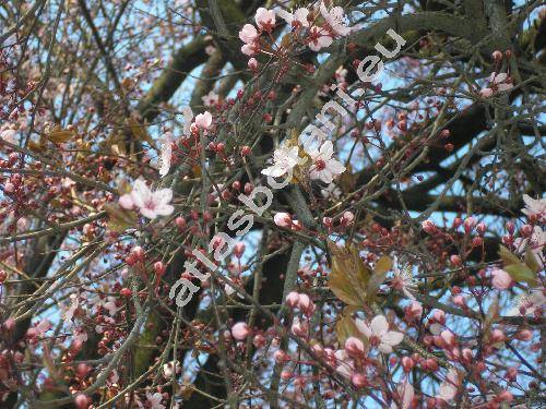 Prunus cerasifera 'Nigra' (Prunus cerasifera 'Pissardii')