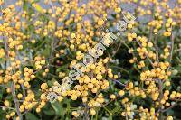 Ilex verticillata 'Chrysocarpa'