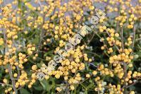 Ilex verticillata 'Chrysocarpa'