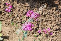 Silene armeria L. (Atocion armeria (L.) Raf., Lychnis, Cucubalus fasciculatus Lam.)