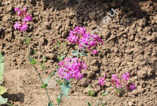 Silene armeria L. (Atocion armeria (L.) Raf., Lychnis, Cucubalus fasciculatus Lam.)