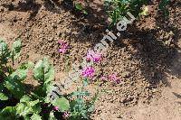 Silene armeria L. (Atocion armeria (L.) Raf., Lychnis, Cucubalus fasciculatus Lam.)