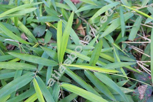 Pleioblastus pumilus (Mitford) Nakai (Pleiblastus pumilus var. distichus, Phyllostachys, Bambusa, Sasa)