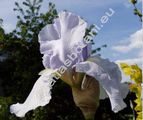 Iris x barbata 'Blue Sapphire'