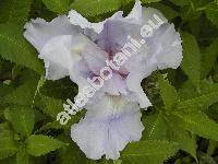 Iris x barbata 'Blue Sapphire'