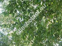 Prunus avium (L.) Moench (Prunus avium subsp. avium, Cerasus avium (L.) Moench, Prunus cerasus var. avium)