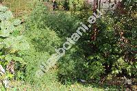 Asparagus officinalis L.