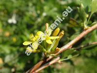 Ribes aureum (Ribes aureum Pursh, Ribes flavum Berl.)