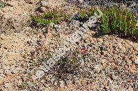 Limonium sinuatum (L.) Mill. (Statice sinuata L.)