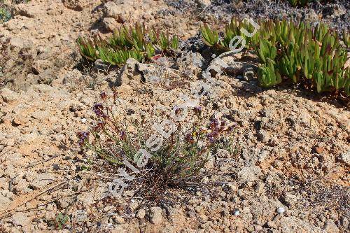 Limonium sinuatum (L.) Mill. (Statice sinuata L.)