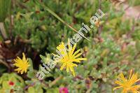 Delosperma congestum (Mesembryanthemum)