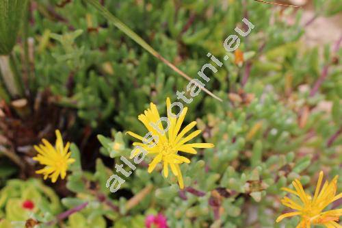 Delosperma congestum (Mesembryanthemum)