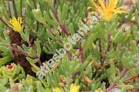 Delosperma congestum (Mesembryanthemum)