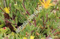 Delosperma congestum (Mesembryanthemum)