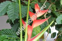 Heliconia bihai (L.) L. (Heliconia aurea Rodr., Musa bihai L., Bihai bihai Griggs)