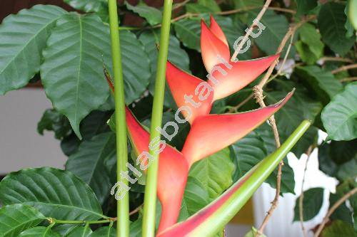 Heliconia bihai (L.) L. (Heliconia aurea Rodr., Musa bihai L., Bihai bihai Griggs)