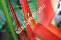 Heliconia bihai (L.) L. (Heliconia aurea Rodr., Musa bihai L., Bihai bihai Griggs)