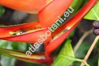 Heliconia bihai (L.) L. (Heliconia aurea Rodr., Musa bihai L., Bihai bihai Griggs)