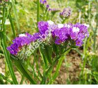 Limonium sinuatum 'Compindi Tiefblau' (Statice sinuata L.)