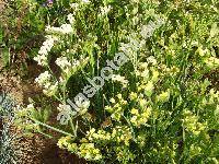 Limonium sinuatum 'Forever Gold' (Statice sinuata L.)