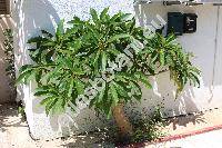 Plumeria rubra L. (Plumeria acuminata, Plumeria angustifolia DC.)