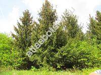 Picea abies (L.) Karst. (Picea excelsa Link, Pinus abies L.)