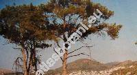 Pinus pinea L.
