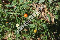 Solanum pseudocapsicum L.