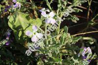 Matthiola tricuspidata (L.) Br. (Cheiranthus tricuspidatus L., Hesperis tricuspidata (L.) Maire)