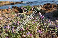 Matthiola tricuspidata (L.) Br. (Cheiranthus tricuspidatus L., Hesperis tricuspidata (L.) Maire)