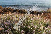 Matthiola tricuspidata (L.) Br. (Cheiranthus tricuspidatus L., Hesperis tricuspidata (L.) Maire)