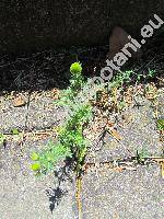 Matricaria discoidea DC. (Chamomilla suaveolens (Pursh) Rydb., Santolina suaveolens Pursch, Artemisia matricarioides Less.)